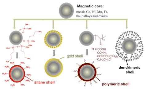 Creative Diagnostics Launches New Magnetic Beads Modification Service