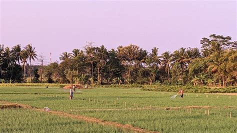 Petani Di Kulon Progo Diimbau Percepat Pengolahan Lahan Tribunjogja