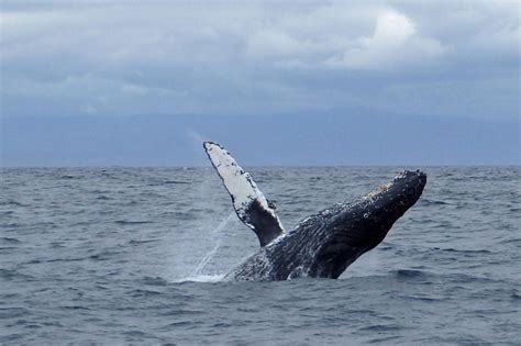 Your Guide To Whale Watching In Washington Scenic States