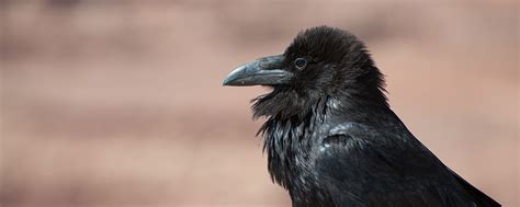 Ravens Arches National Park U S National Park Service