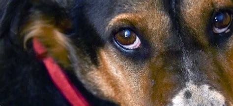 Чем промыть глаза собаке в домашних условиях от гноя | PetGuru