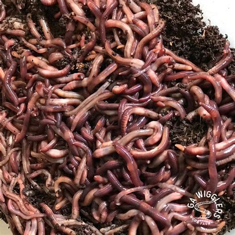 Red Wigglers Live Worms Free Shipping Ga Wigglers Worm Farm
