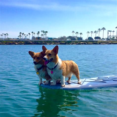 SUP Pups Paddleboard with your dog