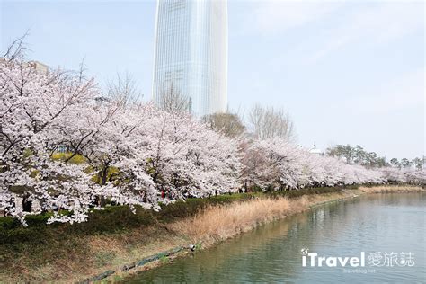 《首尔赏樱景点》石村湖：乐天世界塔旁环湖樱花绽放，2017年首尔新地标赏樱首选 爱旅博客