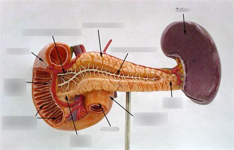 Pancreas Diagram Quizlet