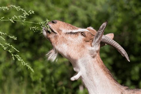 8 Goats That Have Wattles Pictures