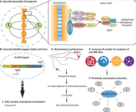 Mapping Proximity Associations Of Core Spindle Assembly Checkpoint