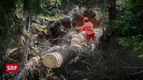 Waldbesitzer Profitieren Von Grosser Nachfrage Nach Holz