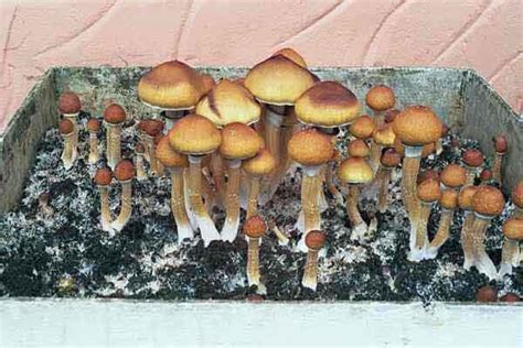 Psilocybe cubensis Ecuador GATUNKI i ODMIANY ENTEOGENNYCH GRZYBÓW