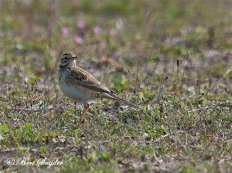 Richard´s Pipit Birding In Portugal Individual Bird Watching Holiday