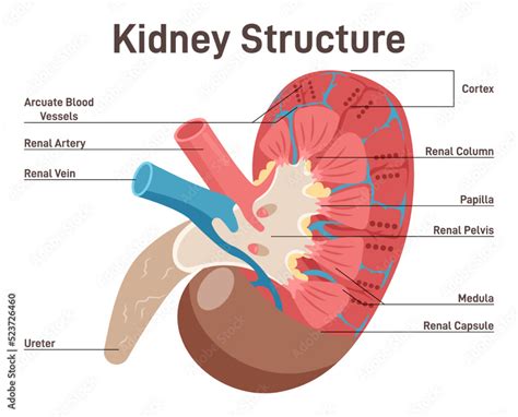 Human kidney anatomy. Cross section diagram. Healthy internal organ ...