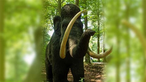 Bebé mamut ayudará a reconstruir parte de la historia de la vida en la