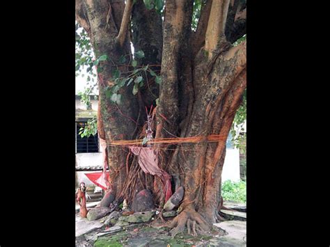 Significance Of Peepal Tree In Hinduism