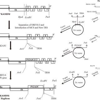 Analysis Of Foot And Mouth Disease Virus Fmdv And Porcine