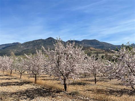 Expertos Internacionales Analizar N En Huesca La Expansi N Del Almendro