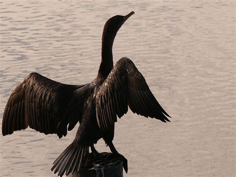 Bildet Vann Natur Fugl Vinge Dyr Pelikan Seabird Elv Dyreliv