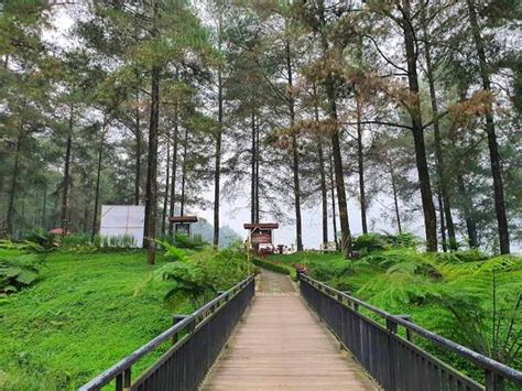 Hutan Pinus Limpakuwus Harga Tiket Dan Info Selengkapnya Wisata Diary