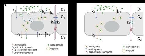 Cellular Mechanisms Used To Transport Nanoparticles Across Cell