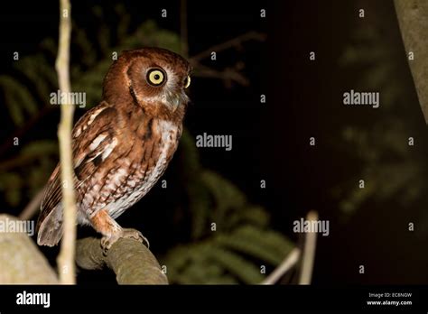 Red Phase Eastern Screech Owl Megascops Asio Stock Photo Alamy