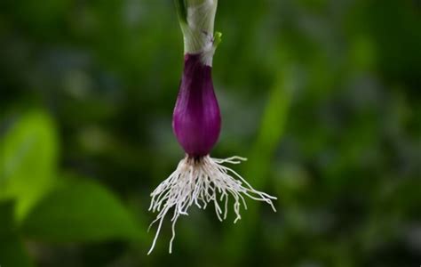 Fibrous Root Examples Discover The Names Of Plants With Fibrous Roots