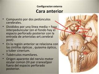 Mesenc Falo Ppt