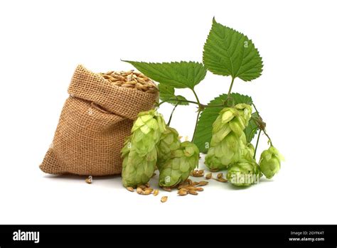 Barley Spilling From A Hessian Bag And Sprig Of Green Hops Over A White