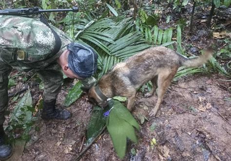 Hallan Vivos A Cuatro Niños Perdidos En Amazonía Colombiana Tras