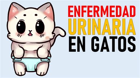 Enfermedad Urinaria En Gatos La Vida Con Gatos Lavidacongatos