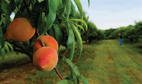 Peach Tree Care: How to Grow and Care Peaches - Home and Gardens