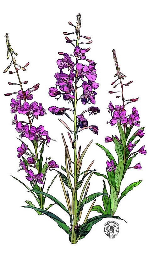 Fireweed Bouquet Digital Art By Noah Hein Fine Art America