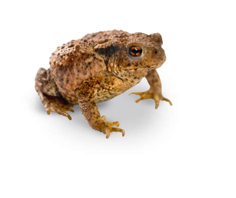 Common Toad Tierpark Hellabrunn