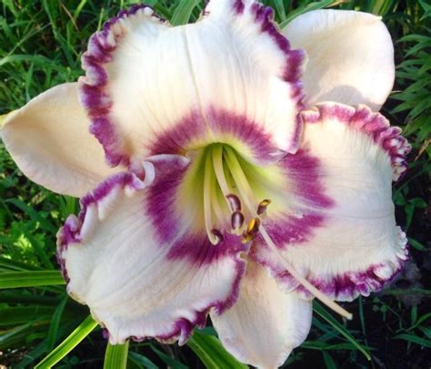 Photo Of The Bloom Of Daylily Hemerocallis Jelly Maker Tropical