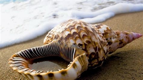 🔥 110 Wallpapers Seashells Wallpapersafari