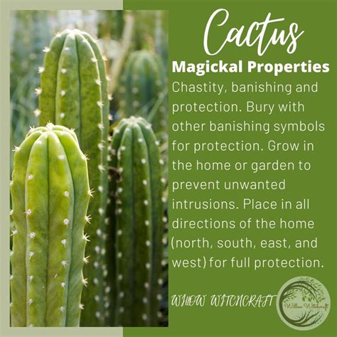 Cactus Magickal Properties Witchcraft Herbs Magic Herbs Green