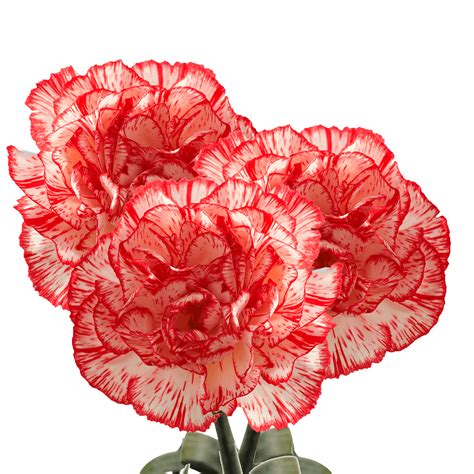 Long Stem Peppermint Carnations Globalrose