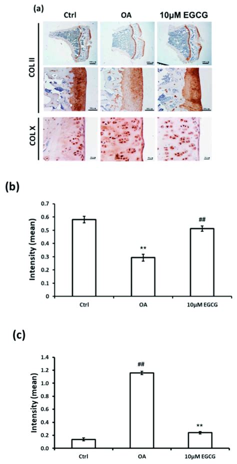 Immunohistochemistry Ihc Of Collagen Type Ii Col Ii And Collagen