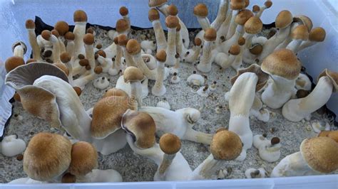 Magic Mushrooms Growing In Monotub Penis Envy Mushrooms In Monotub