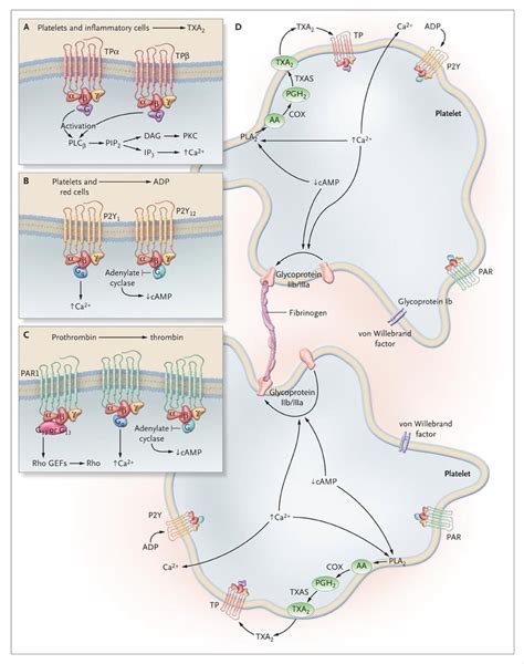 Platelet Activation And Atherothrombosis NEJM