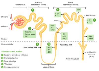 Thiazide Diuretics | Concise Medical Knowledge