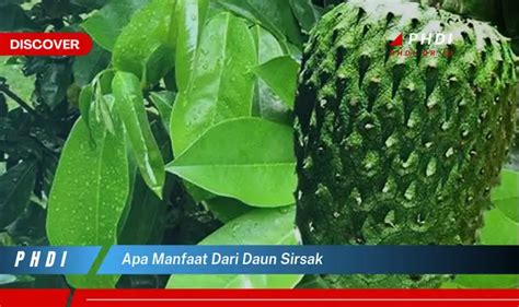 Temukan Manfaat Daun Sirsak Yang Jarang Diketahui