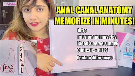 Anal Canal The Best Concept For Exam Memorize In 20 Minutes Pelvis