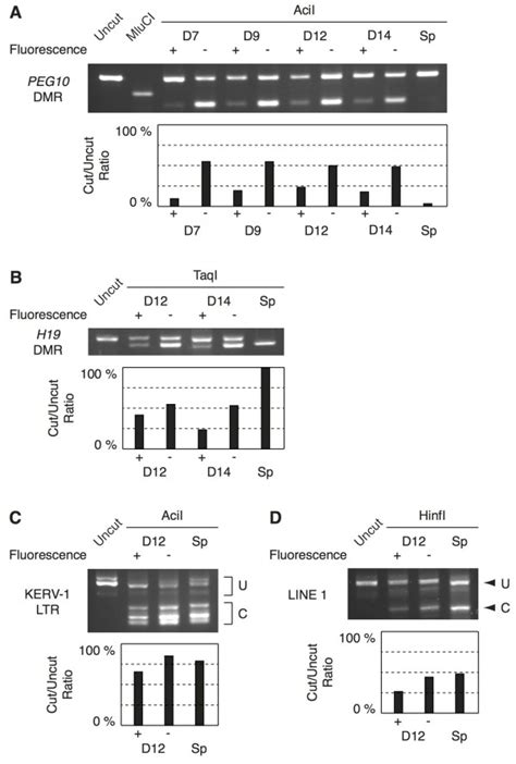 DNA Methylation Analysis By COBRA For The PEG10 And H19 DMRs KERV 1