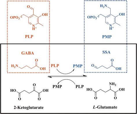 Plp And Gaba Trigger Gabr Mediated Transcription Regulation In Bacillus