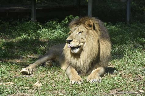 壽山動物園獅子離世 中華日報中華新聞雲