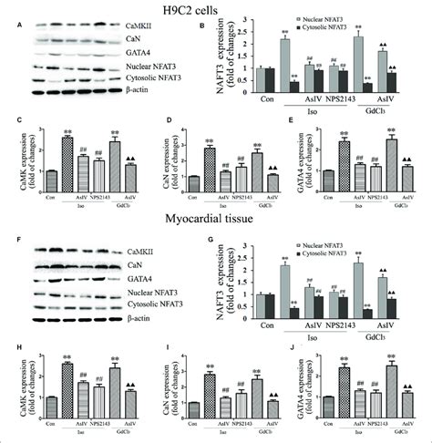 AsIV Downregulated The CaMKII And CaN Pathways In Heart Tissue And