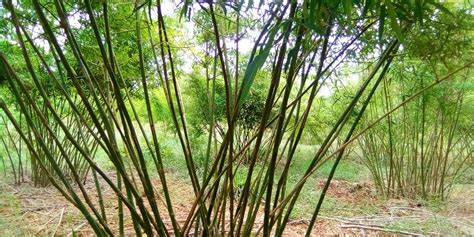 ΑPC bamboo Plantations Bao Lala Africa Plantation Capital Flickr