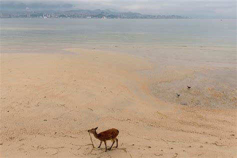 Deer of Miyajima | Smithsonian Photo Contest | Smithsonian Magazine