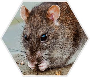 Norway Rat - Hydrex Pest Control