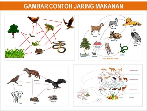 Contoh Food Chain Adalah