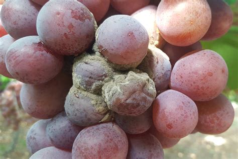 Botrytis En Vid SEIPASA